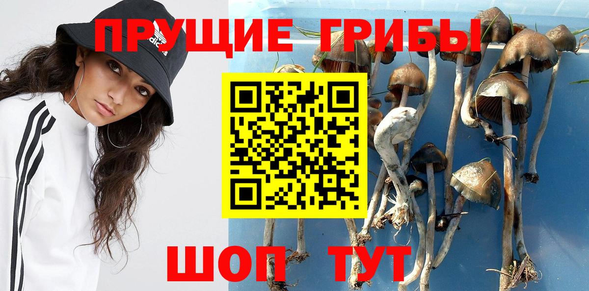 Златоуст  Псилоцибиновые грибы Cubensis  Вход с VPN 